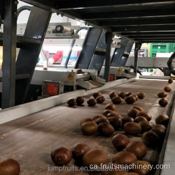 Màquina de processament de bolets en conserva industrial